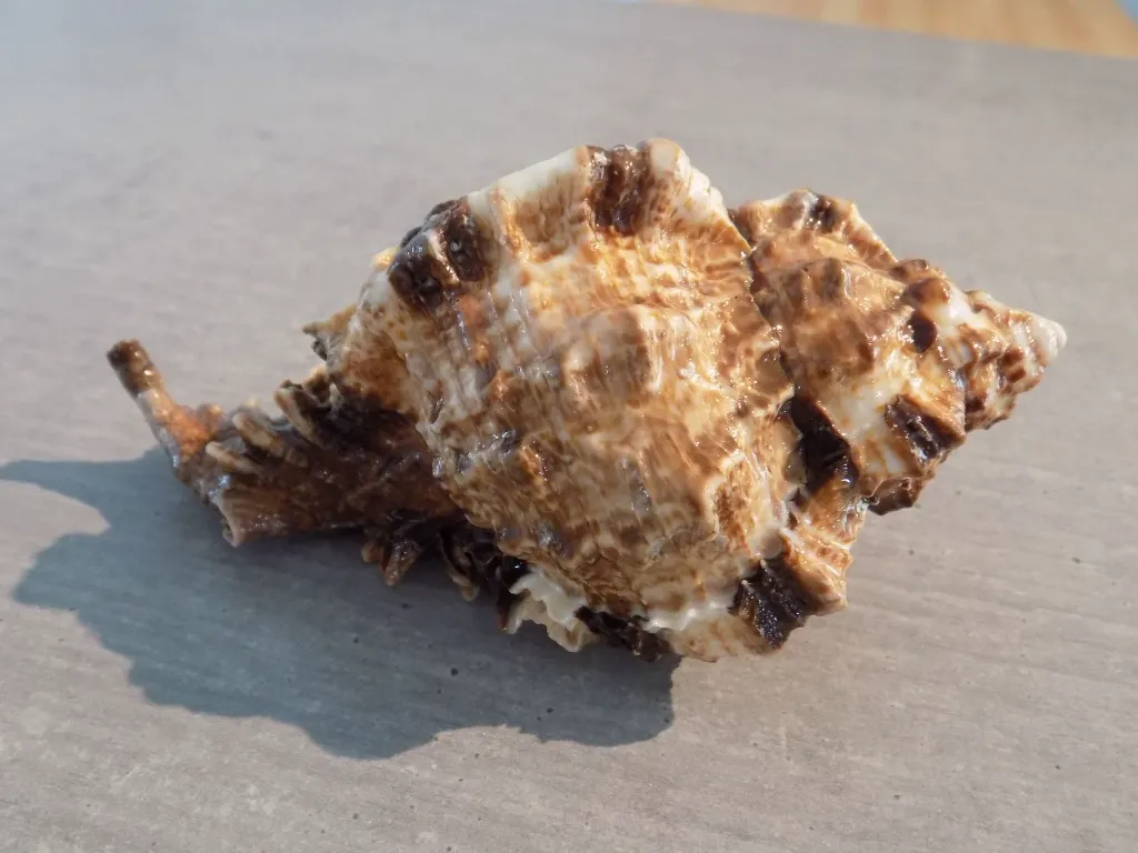 DSCN2713.webp