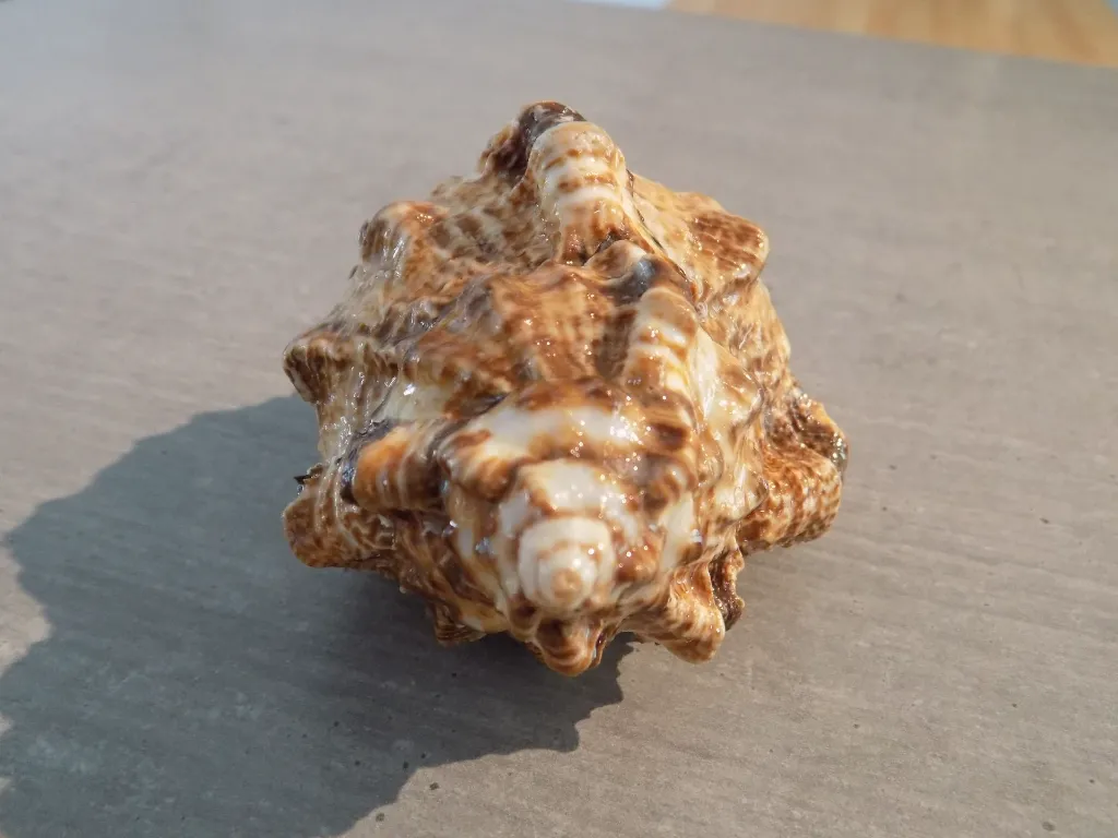 DSCN2714.webp
