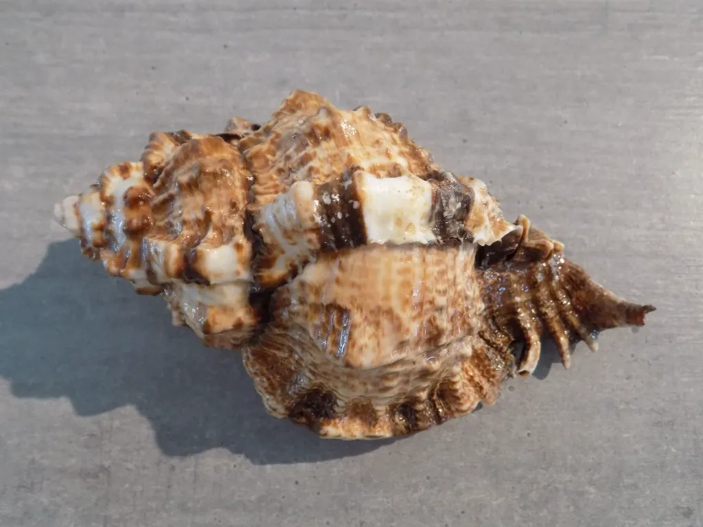 DSCN2715.webp