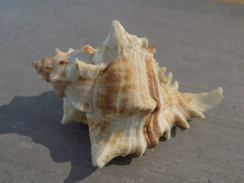 DSCN2717.webp
