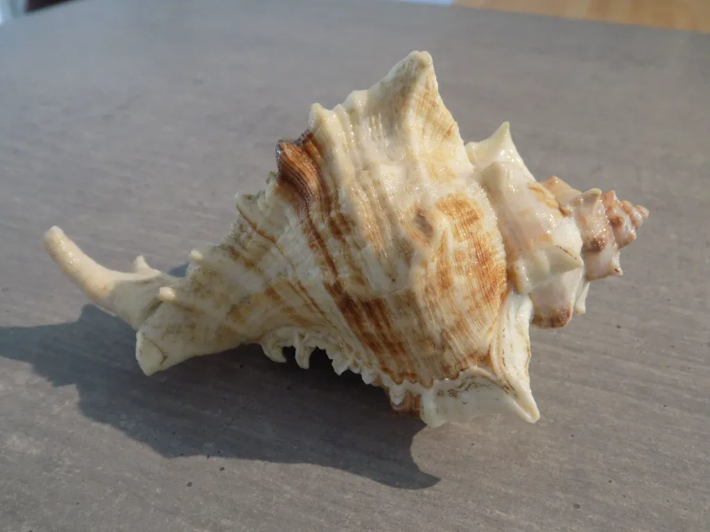DSCN2718.webp