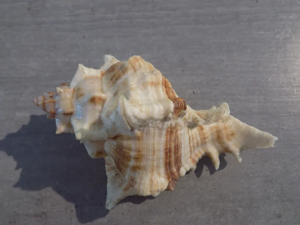 DSCN2719.webp
