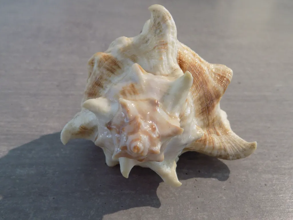 DSCN2720.webp