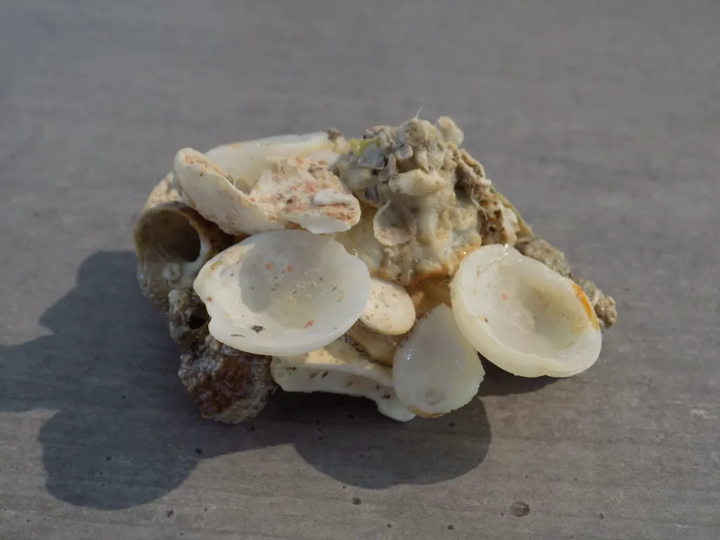 DSCN2730.webp