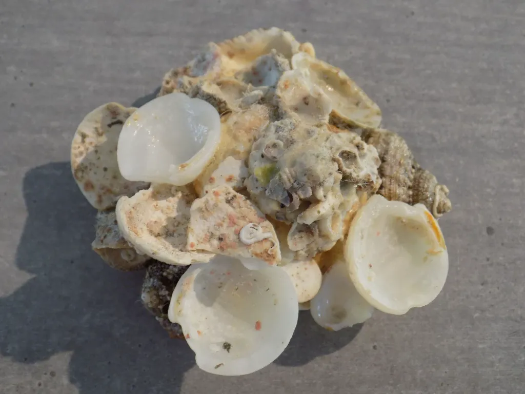 DSCN2732.webp