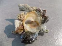 DSCN2736.webp