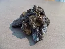 DSCN2739.webp