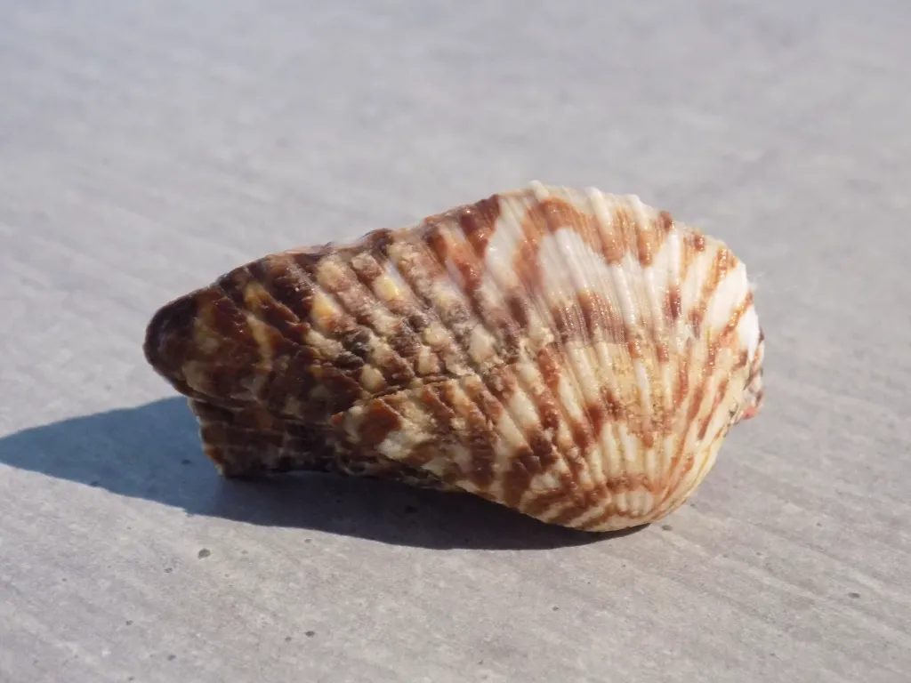 DSCN2752.webp