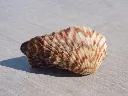 DSCN2752.webp