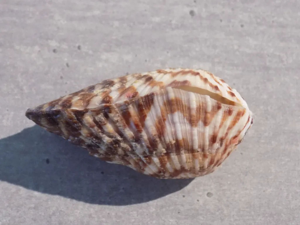 DSCN2753.webp