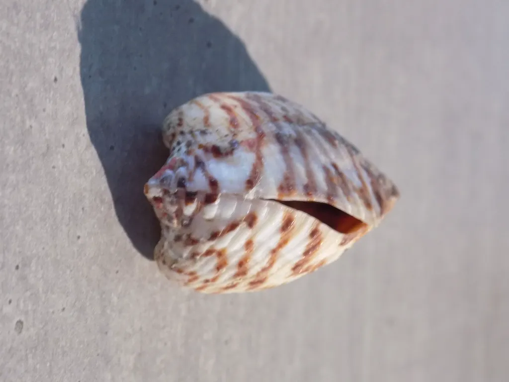 DSCN2754.webp