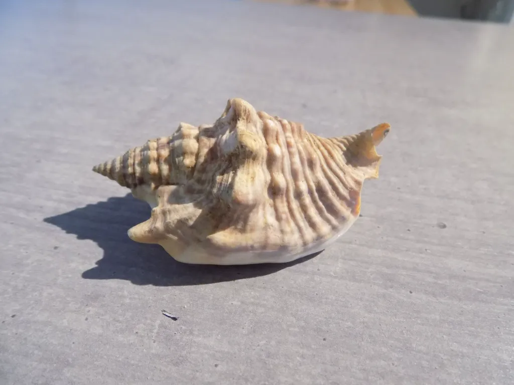 DSCN2761.webp