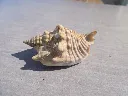 DSCN2761.webp