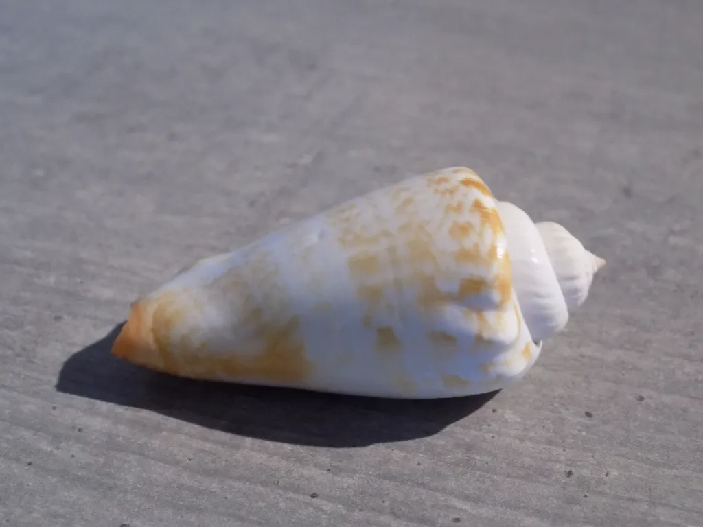DSCN2764.webp