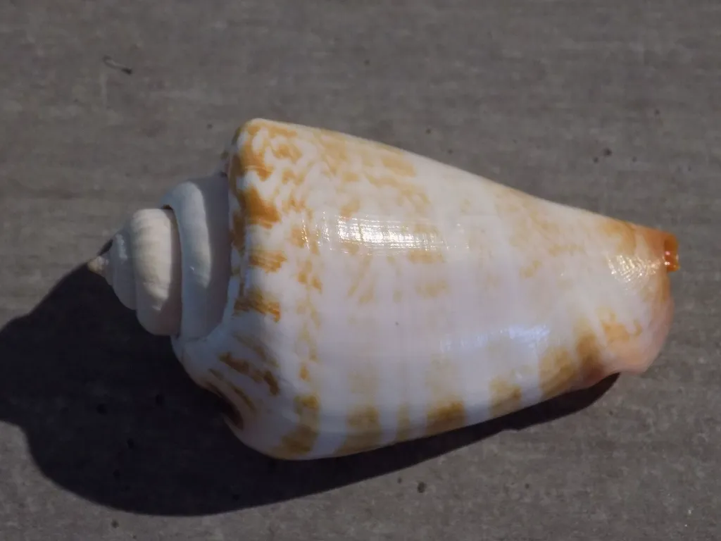 DSCN2767.webp