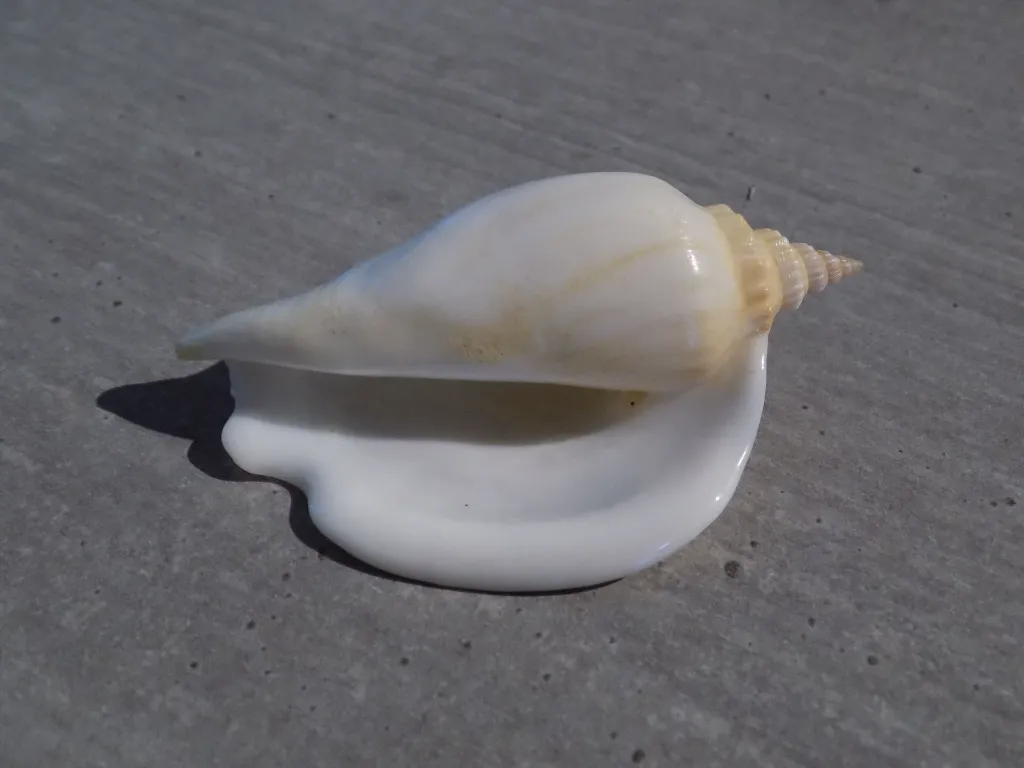 DSCN2778.webp