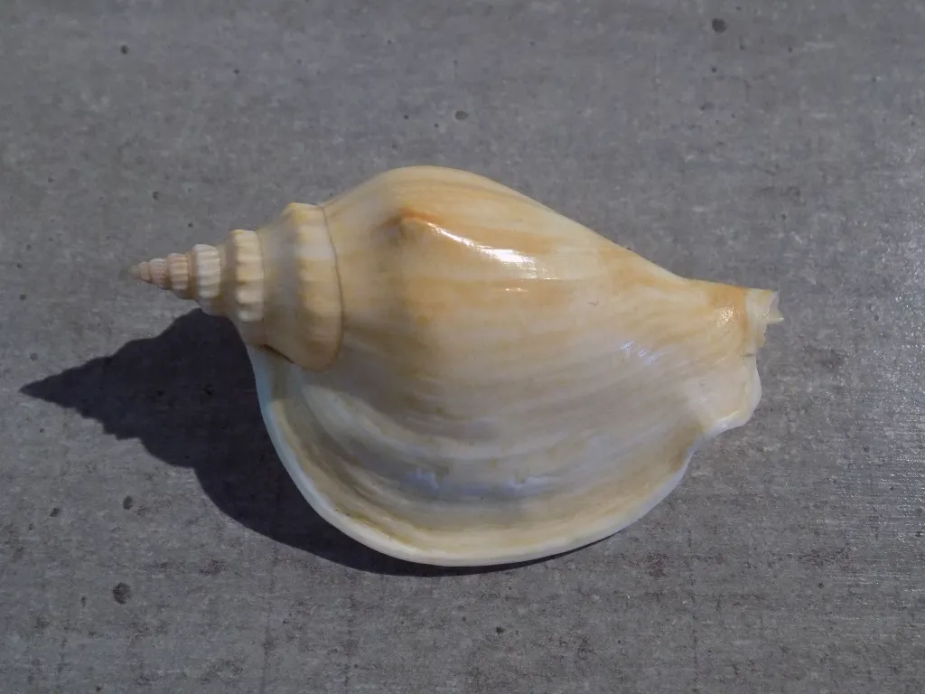 DSCN2780.webp