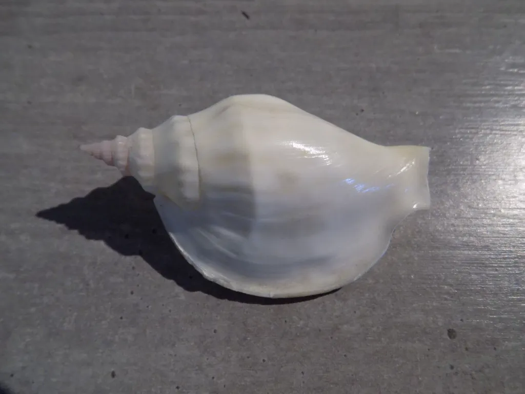 DSCN2784.webp