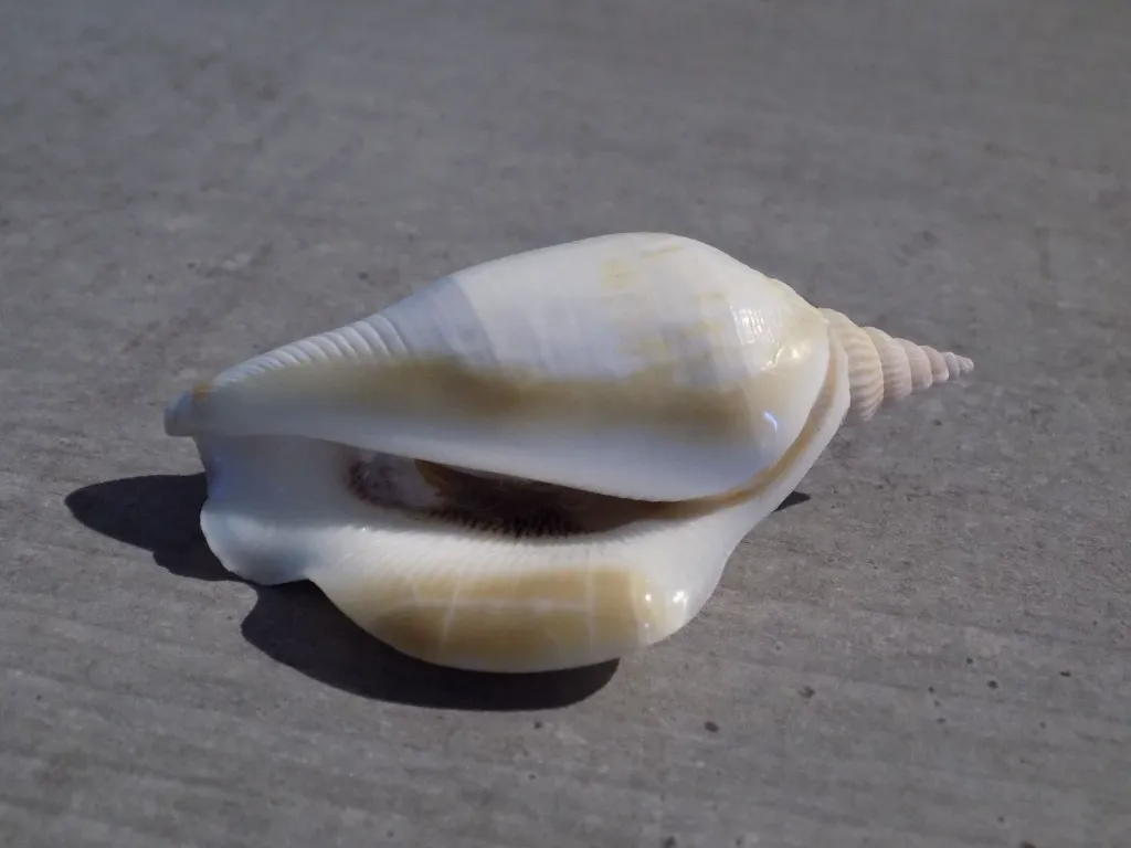 DSCN2793.webp