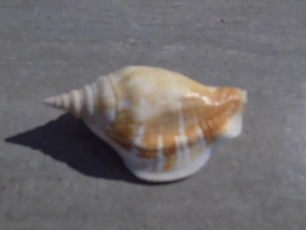 DSCN2796.webp