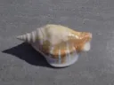 DSCN2796.webp