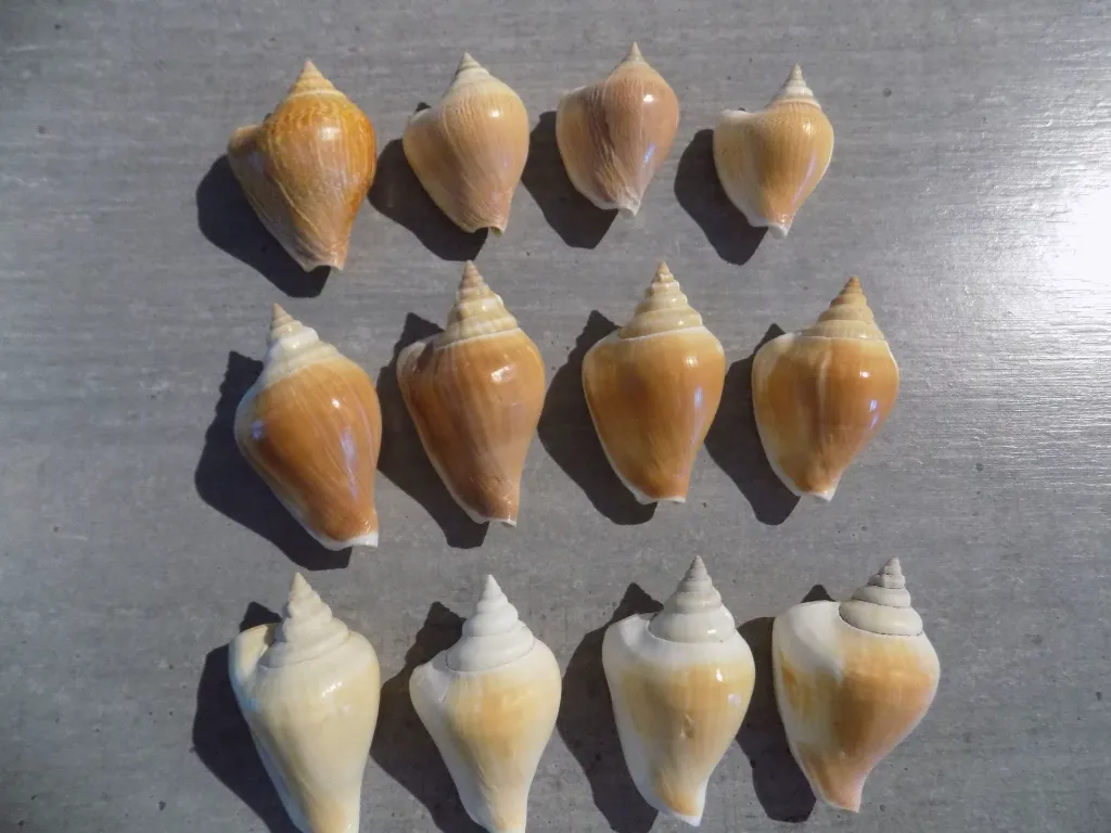 DSCN2798.webp