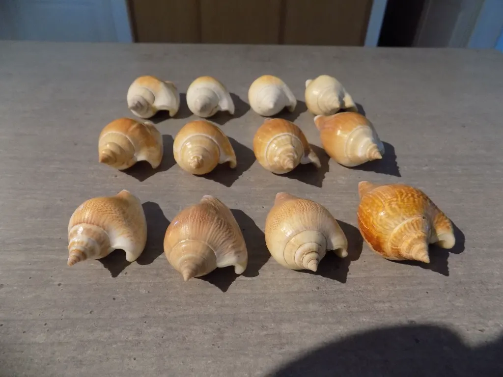 DSCN2799.webp