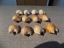 DSCN2799.webp