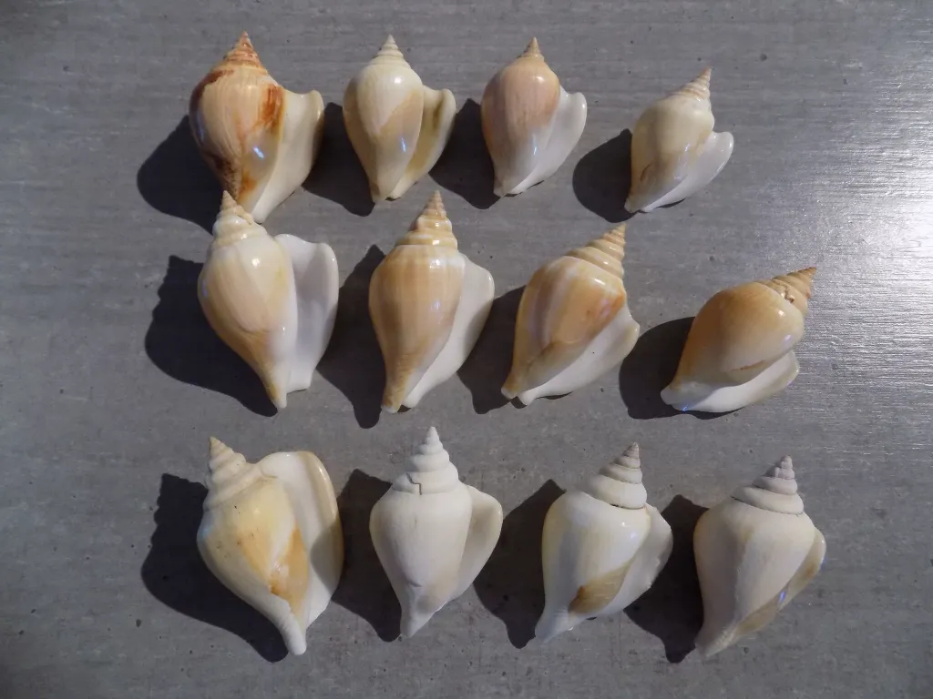 DSCN2800.webp