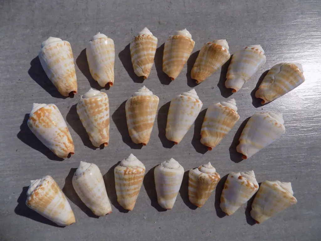 DSCN2803.webp