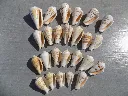 DSCN2808.webp
