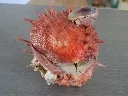 DSCN2825.webp