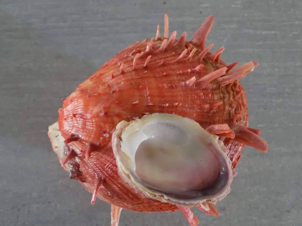 DSCN2827.webp