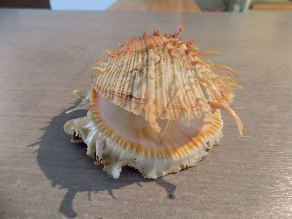 DSCN2829.webp
