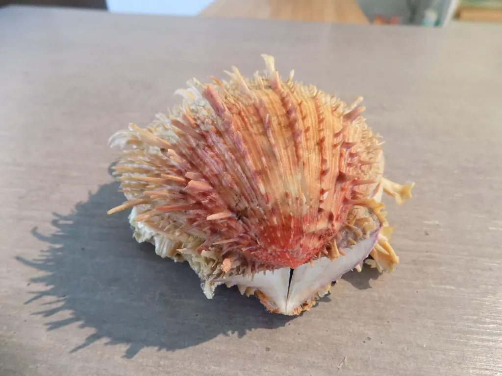 DSCN2831.webp