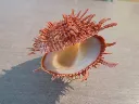 DSCN2834.webp