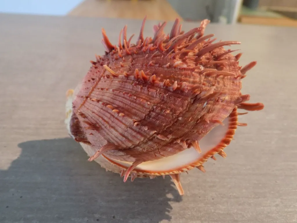 DSCN2835.webp