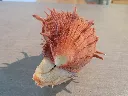 DSCN2836.webp