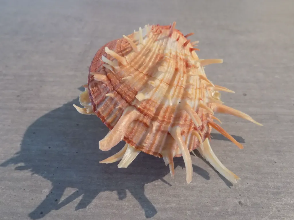 DSCN2841.webp