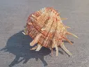 DSCN2841.webp
