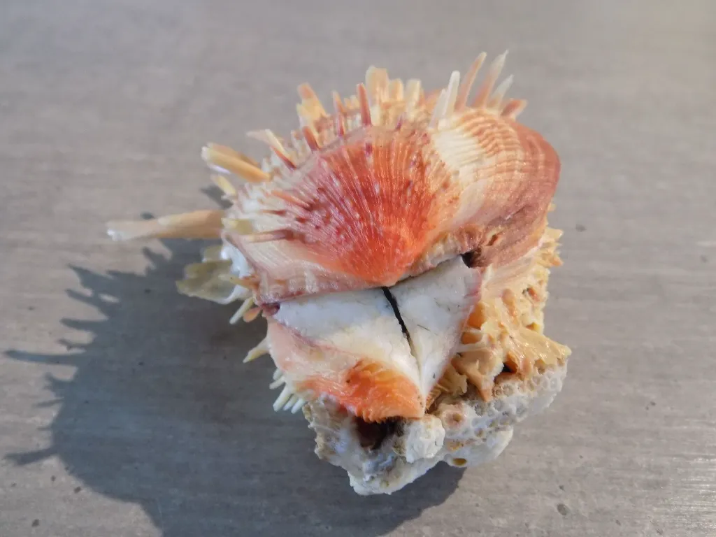 DSCN2843.webp