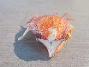 DSCN2848.webp