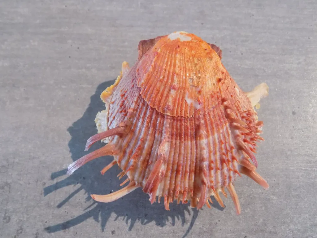 DSCN2849.webp