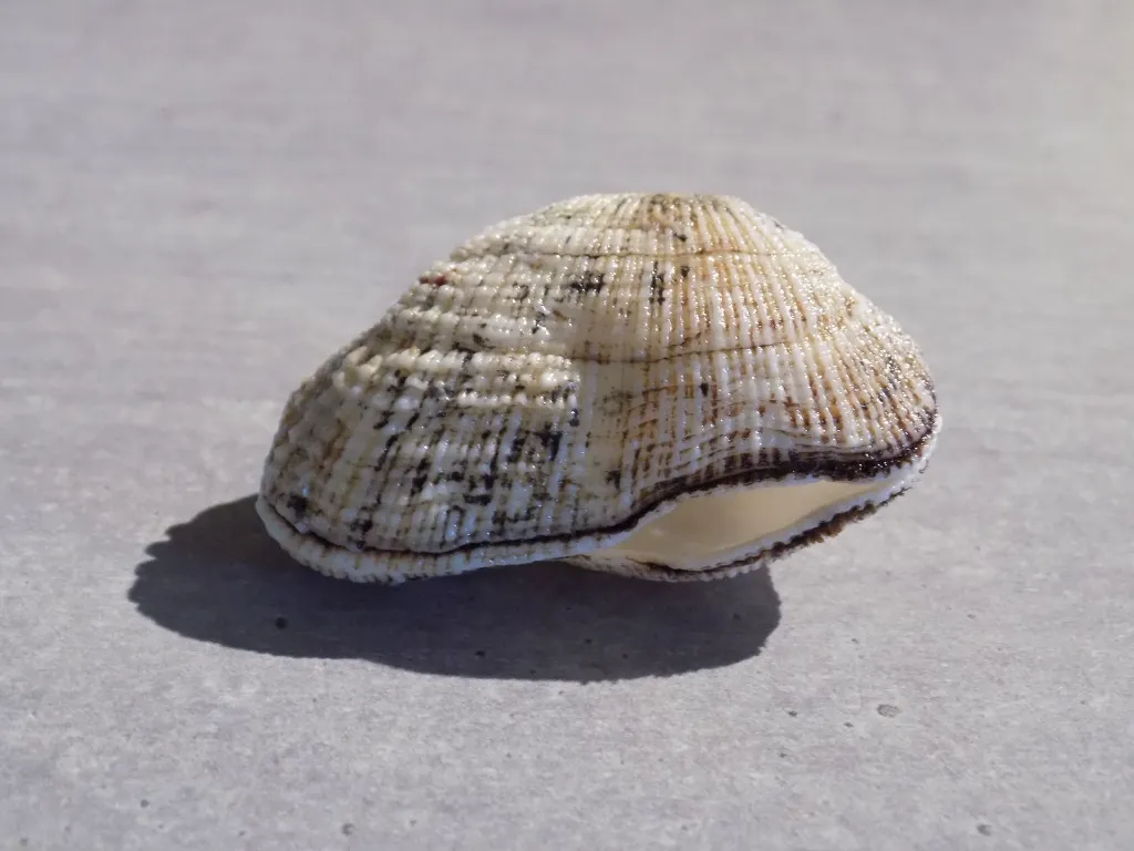 DSCN2852.webp