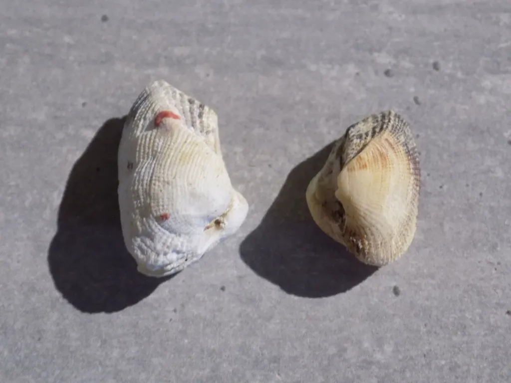 DSCN2855.webp