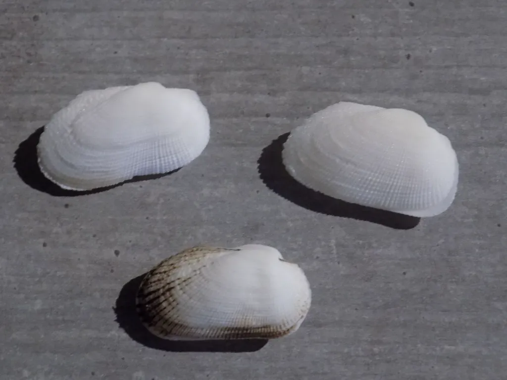 DSCN2860.webp