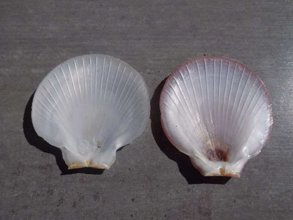 DSCN2870.webp