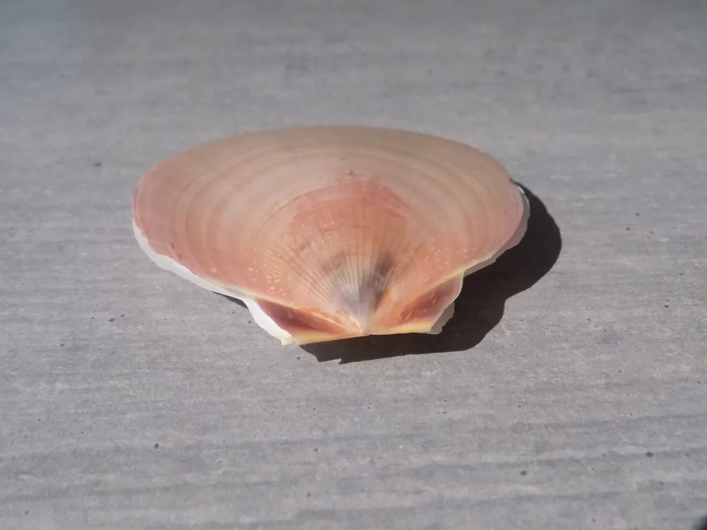 DSCN2873.webp