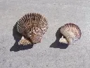 DSCN2880.webp