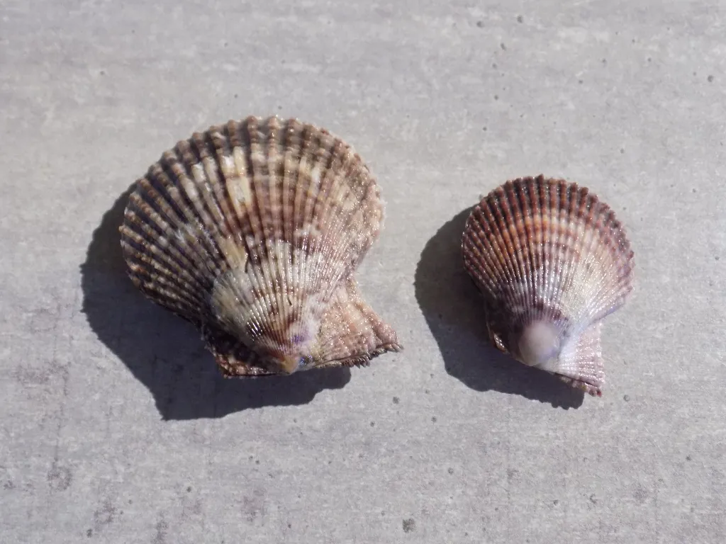 DSCN2881.webp